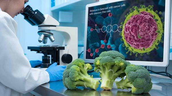 how broccoli prevents cancer