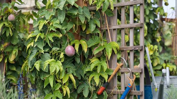 passion fruit plant care