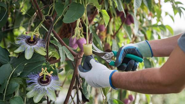passion fruit trellis ideas