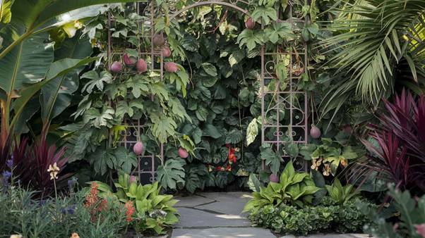 passion fruit plant diseases