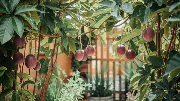 tropical garden plants
