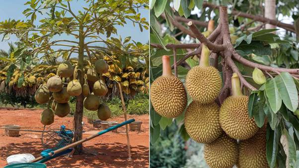 harvesting tropical fruits