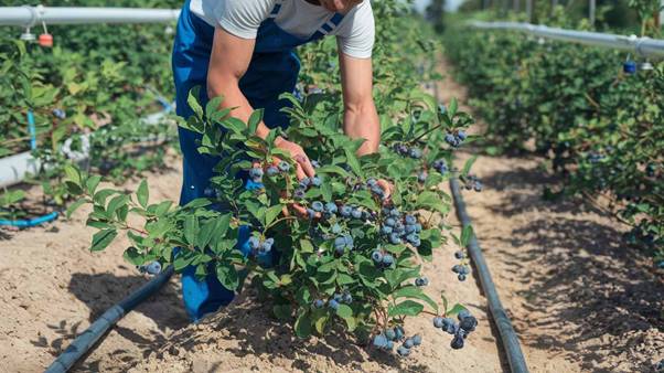 blueberry farming