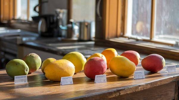 seasonal mango varieties