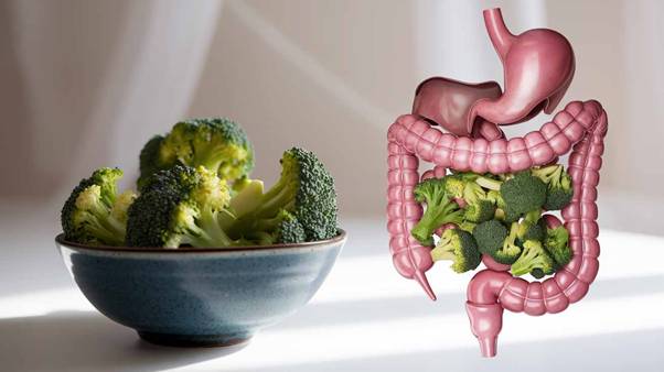 broccoli digestive benefits