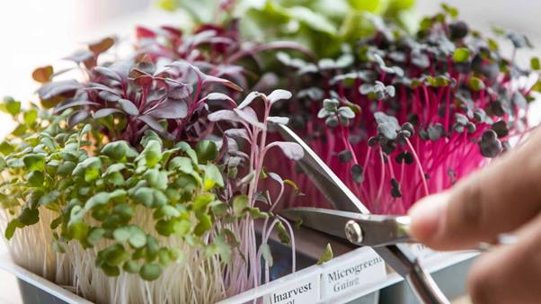 nutritional value of microgreens