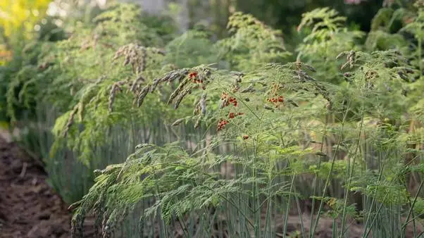 asparagus planting guide