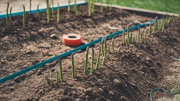 asparagus gardening