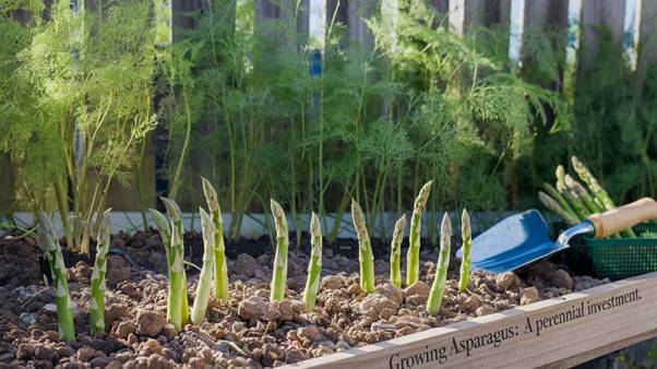 growing asparagus