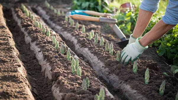 how to grow asparagus