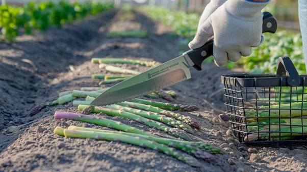 when to harvest asparagus