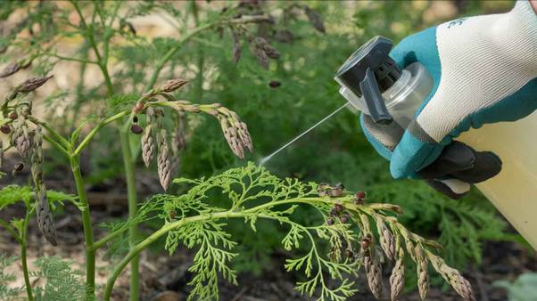 asparagus pest control, asparagus plant diseases