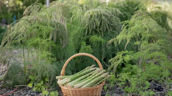 planting asparagus crowns