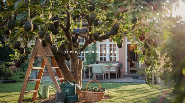 growing avocados at home