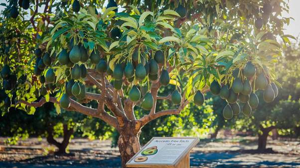 hass avocado tree growing zones