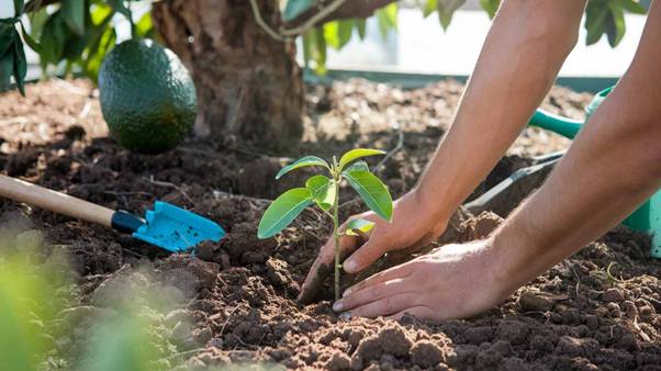 how to grow an avocado tree