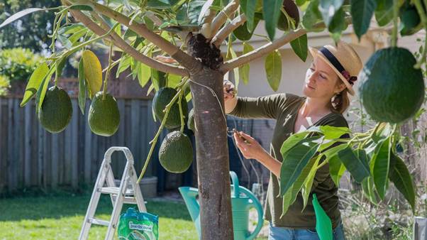 avocado tree care