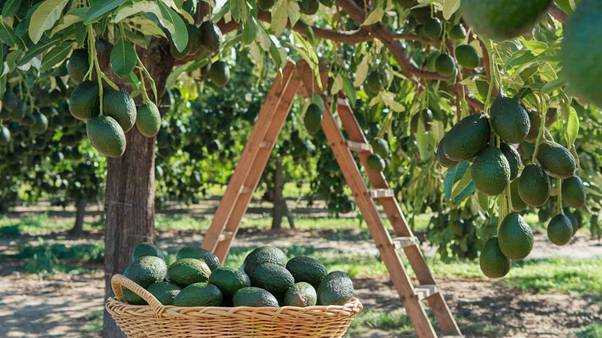 when to harvest avocados