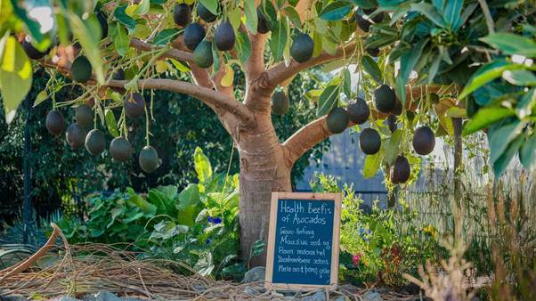 avocado tree growing tips