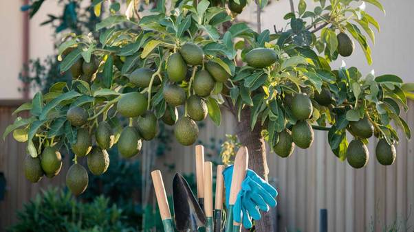 avocado tree diseases