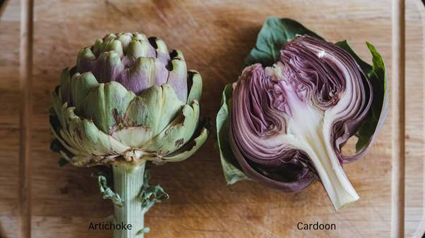 difference between artichoke and cardoon