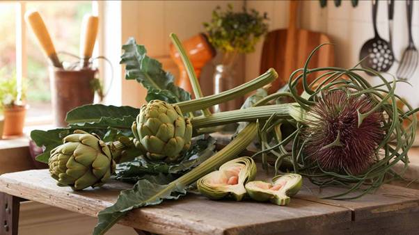 preparing artichokes and cardoons
