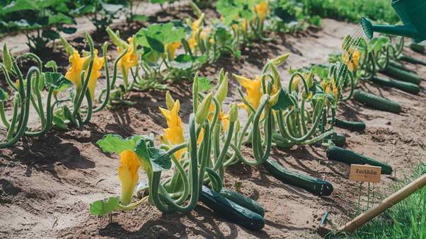 how to grow cucumber at home