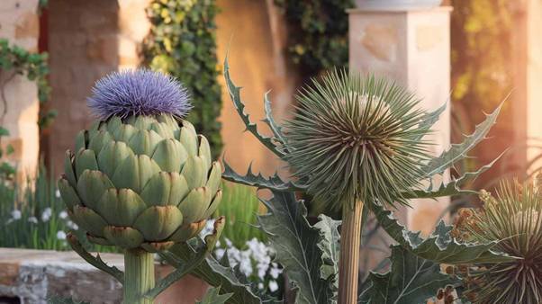artichoke vs cardoon