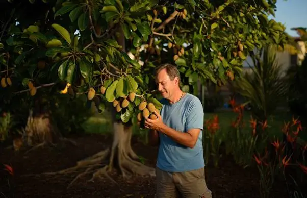 growing sapodilla trees