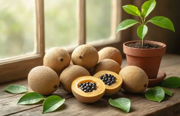 tropical fruit sapodilla
sapodilla storage tips