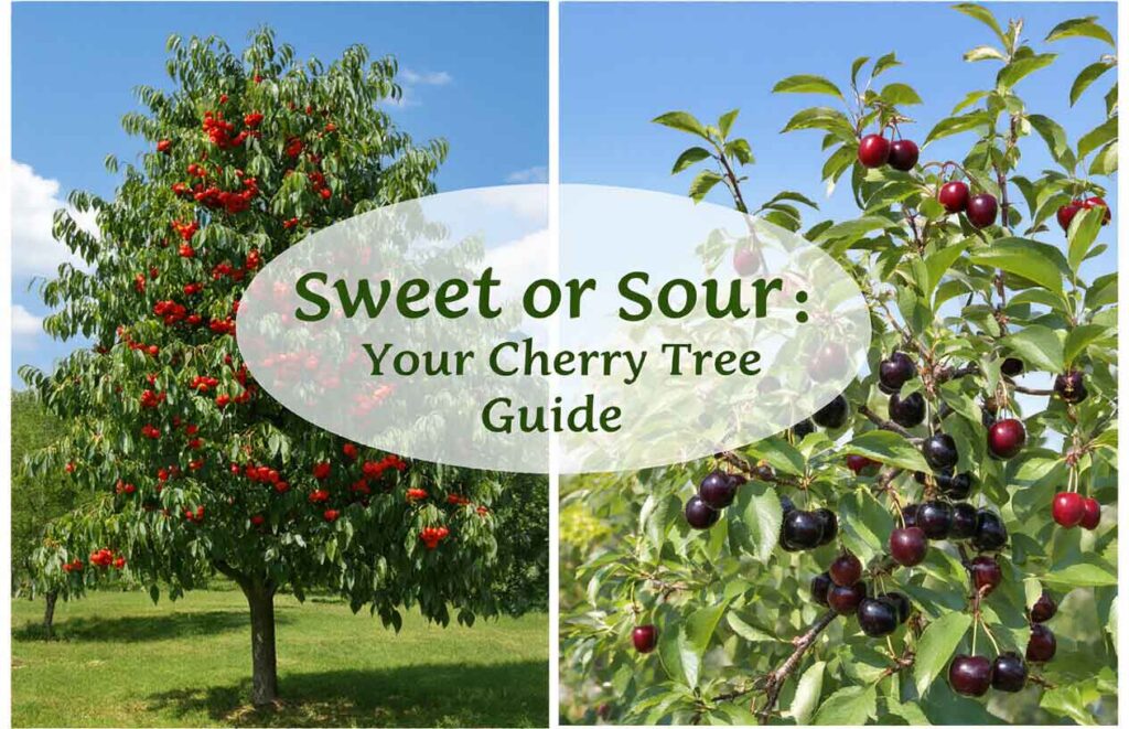 Cherry Trees: Sweet or Sour, Which Should You Plant?