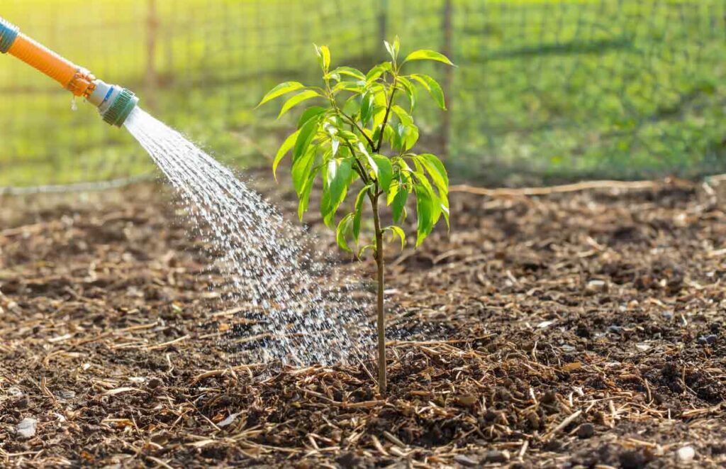 peach tree care guide