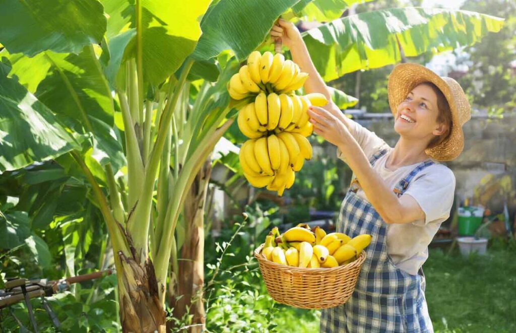 harvesting home grown bananas