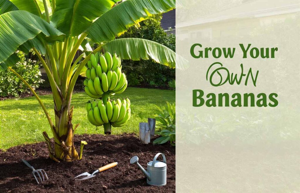 How to Grow Banana Plants 