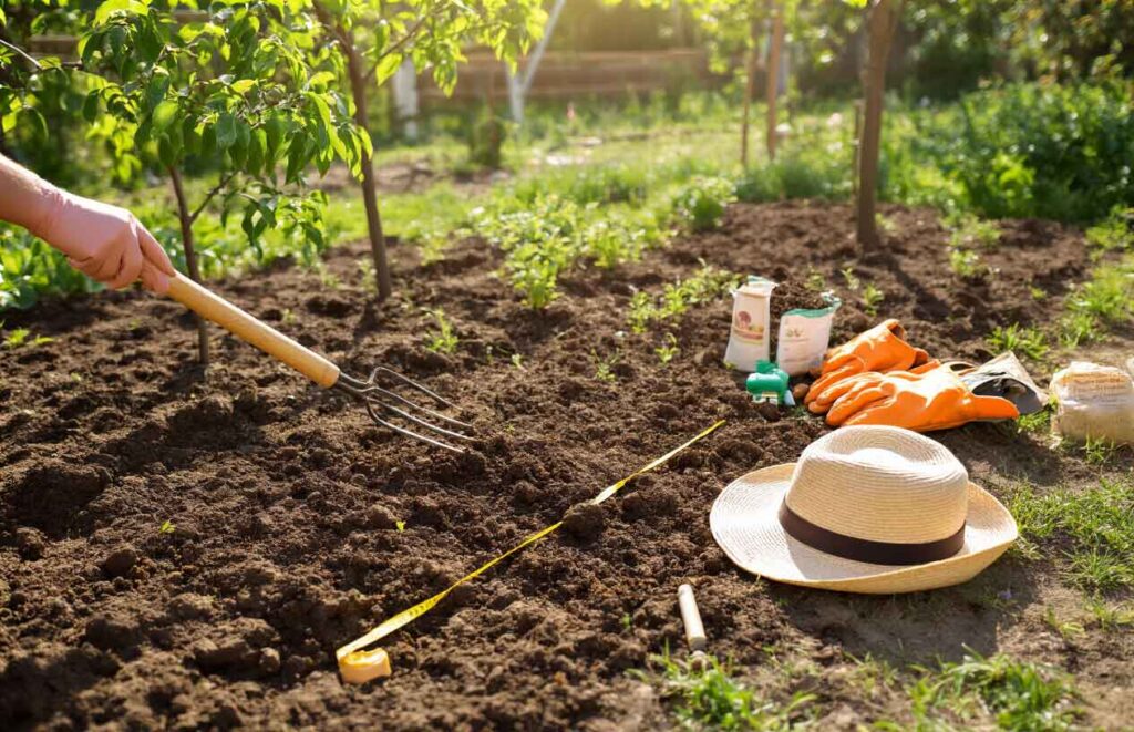 growing peach trees in home garden