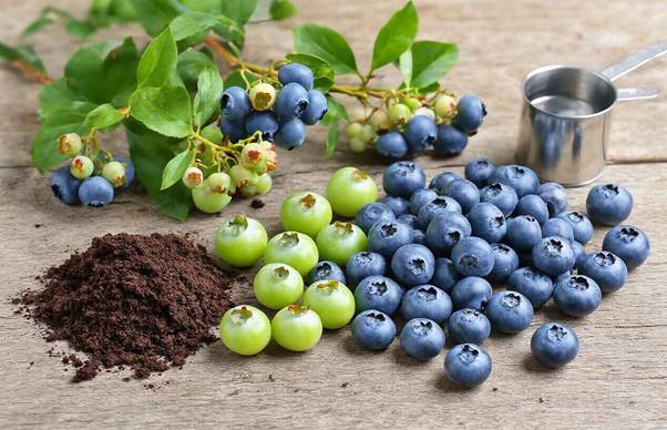 blueberry plant care