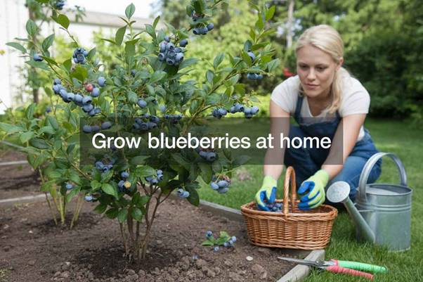 How to Grow Blueberries
growing blueberries at home