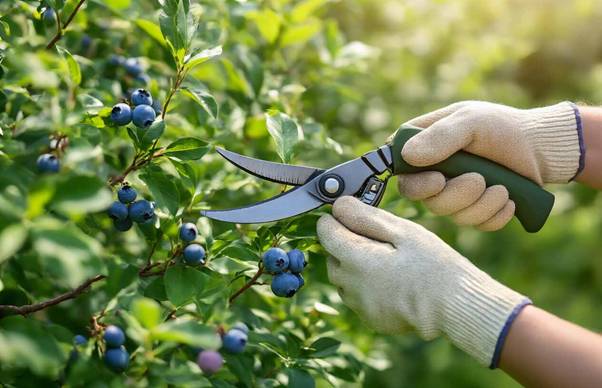 pruning blueberry bushes