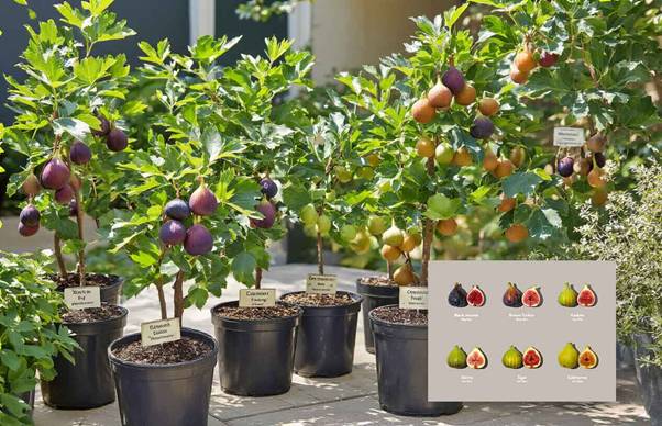 dwarf fig varieties