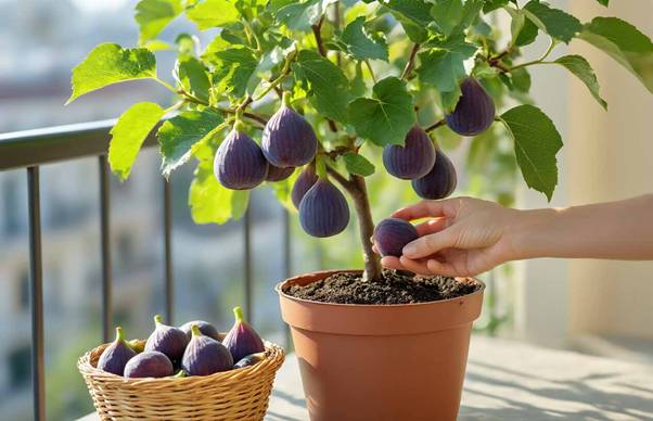 potted fig tree maintenance