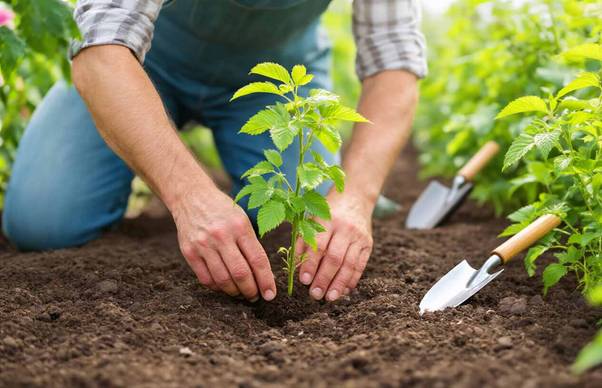 how to grow raspberry bushes