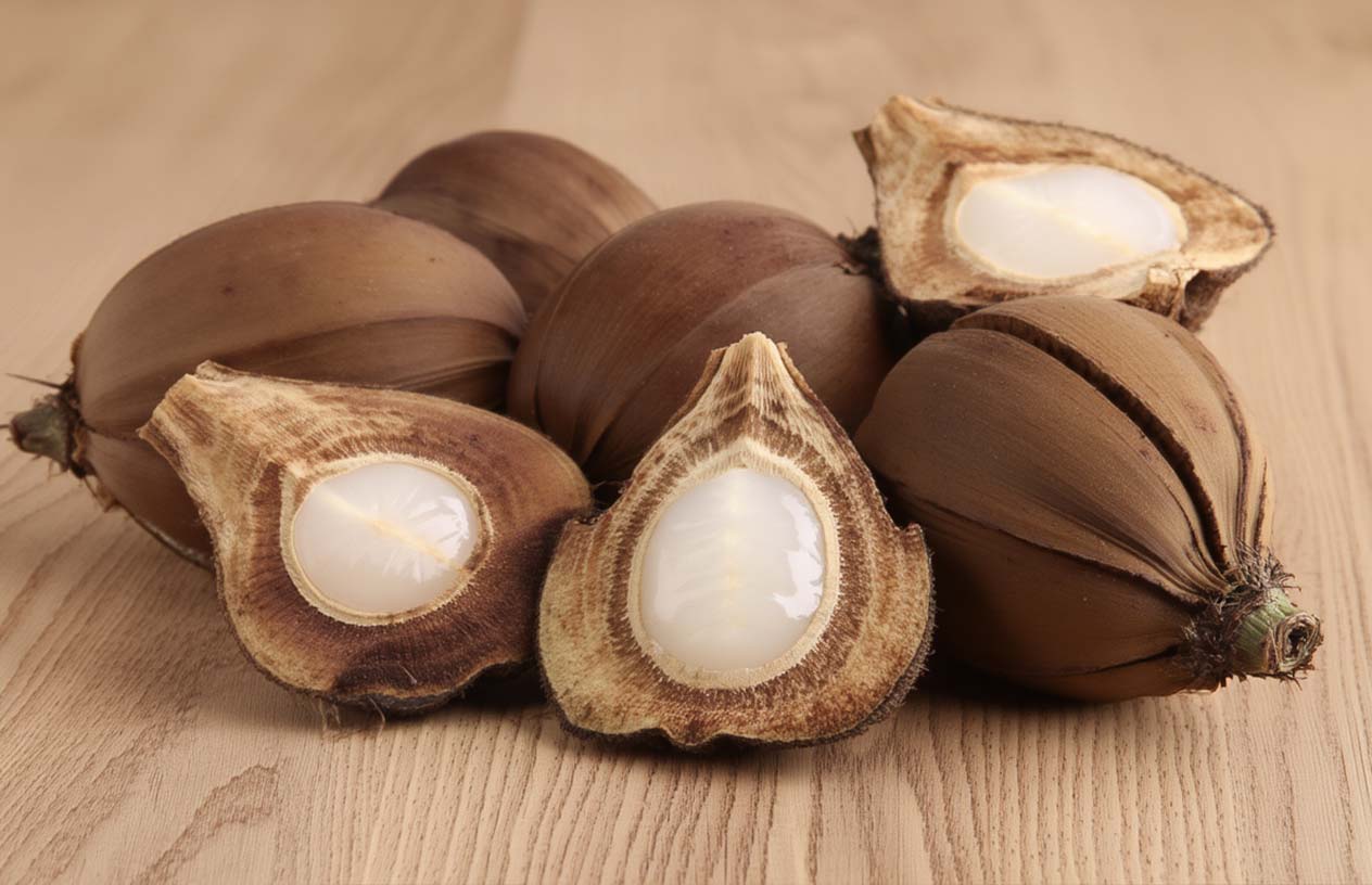 Understanding Nipa Palm Fruit Characteristics